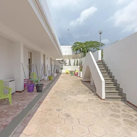 Mimosa, Mancaversa - Apulia *