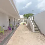Mimosa, Mancaversa - Apulia *